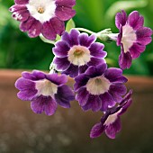 Primula auricula Kingfisher