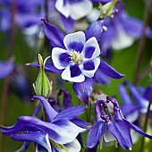 Aquilegia vulgaris Christy Barlow