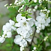 Exochorda x macrantha The Bride