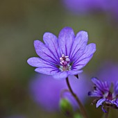 Geranium pyrenaicum Bill Wallis Mountain Cranesbill