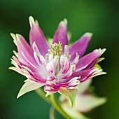 Aquilega vulgaris var. stellata Nora Barlow