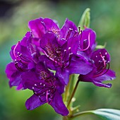 Rhododendron Marcel Menard