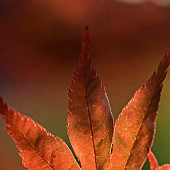 Acer palmatum Bloodgood