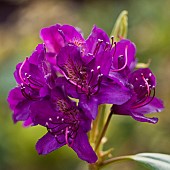 Rhododendron Marcel Menard