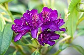 Rhododendron Marcel Menard