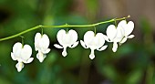 Dicentra spectabilis Alba Bleeding Heart