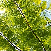 Metasequoia glyptostroboides Ogon GOLDRUSH