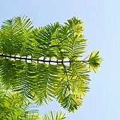 Metasequoia glyptostroboides Ogon GOLDRUSH