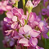 Matthiola longipetula Night Scented Stock