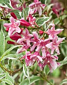 Weigela florida Variegata