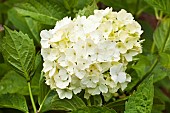 Hydrangea macrophyllas Blushing Bride