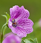 Geranium endressii Wargraves Pink