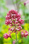 Valeriana Valerian Officinalis