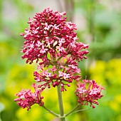 Valeriana Valerian Officinalis