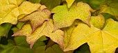 Acer cappadocicum Aureum, Cappadocicum Maple