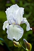 Iris Germanica Royal SatinLavender and White flowers in spring at High Meadow garden Cannock Wood in Staffordshire