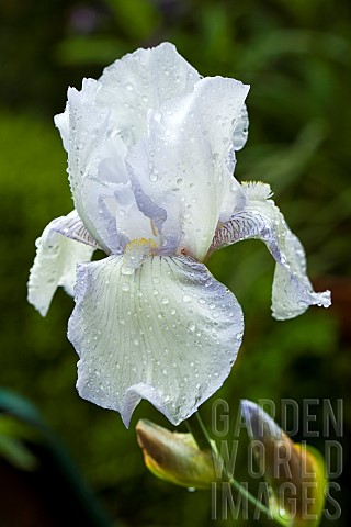 Iris_Germanica_Royal_SatinLavender_and_White_flowers_in_spring_at_High_Meadow_garden_Cannock_Wood_in