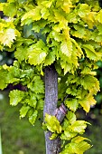 Ulmus xhollandica Wredei, Golden Elm