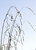 Ornamental Grass against the skyline