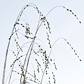 Ornamental Grass against the skyline