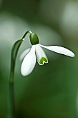 Galanthus Snowdrop