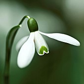 Galanthus Snowdrop