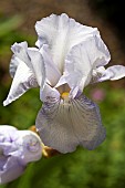 Iris germanica Royal Satin