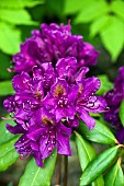 Rhododendron Marcel Menard