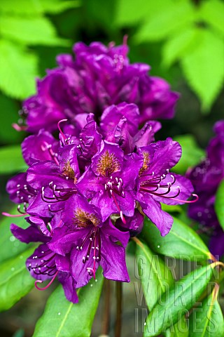 Rhododendron_Marcel_Menard