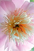 Herbaceous Perennial Paeonia Lactiflora Bowl of Beauty (Peony) pink flowers with cream petaloides in High Meadow Garden Cannock Wood Staffordshire