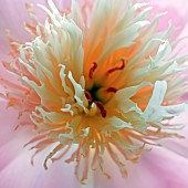 Herbaceous Perennial Paeonia Lactiflora Bowl of Beauty (Peony) pink flowers with cream petaloides in High Meadow Garden Cannock Wood Staffordshire