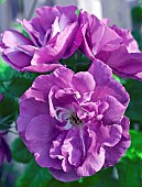 Rosa Rose Rhapsody In Blue