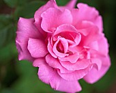 Rosa Rose Zéphirine Drouhin