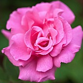 Rosa Rose Zéphirine Drouhin