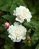 Rosa, Shrub Rose Little White Pet