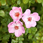 Rosa Rose Ballerina