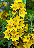 Lysimachia punctata Loosestrife