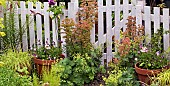 Summer Garden, gravel path with terracotta pots around garden gate