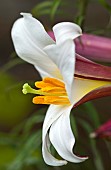 Oriental Lily, Lilium Regale Regal Lily