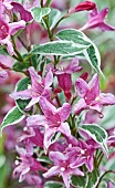 Weigela florida Variegata