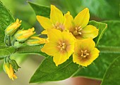 Lysimachia punctata Loosestrife