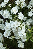 Philadelphus pubescens Mock Orange