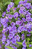 Geranium x magnificum Rosemoor Cranesbill