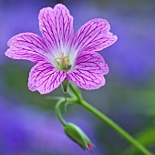 Geranium x oxonianum Lace Pink