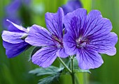 Geranium magnificum Cranesbill