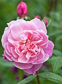 Rosa Rose Ausorts MORTIMER SACKLER