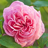 Rosa Rose Ausboard GERTRUDE JEKYLL