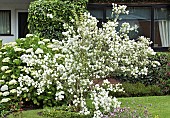 Philadelphus pubescens Mock Orange