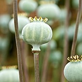 Papaver somniferum seed pods