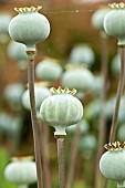 Papaver somniferum seed pods